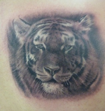 Tattoos - tiny tiger - 48947